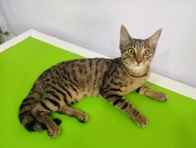 Cats(Pet Care Services)